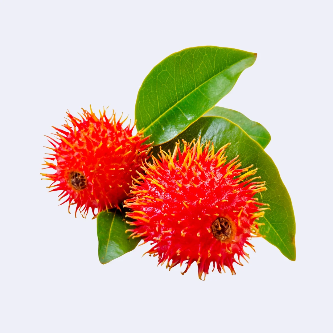 Burflower Fruit